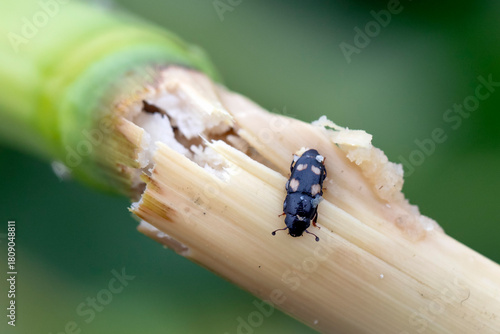 Foto Four-spotted Sap Beetle (Glischrochilus quadrisignatus)  on a damaged maize plant