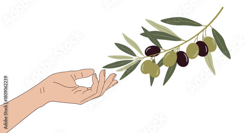 Minimalist vector illustration of a hand gently reaching for a flourishing olive branch symbolizing peace hope and new beginnings.