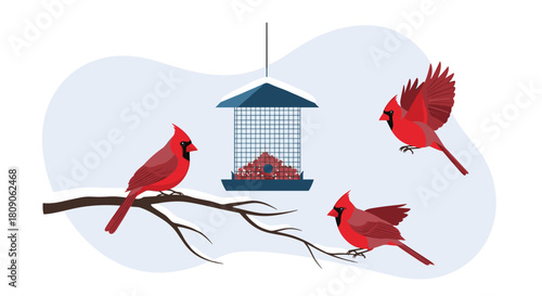 Winter scene with three beautiful red cardinal birds at a snow-covered bird feeder on a branch against a light blue backdrop.