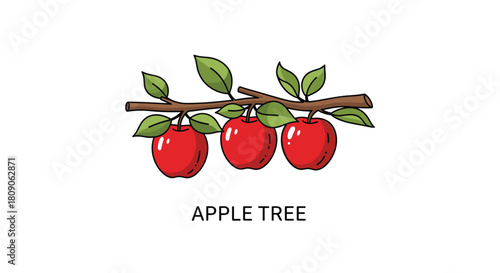 Simple cartoon illustration of a tree branch with green leaves and three ripe red apples with the text APPLE TREE.