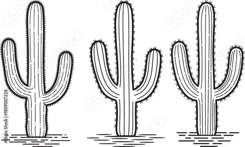 Three saguaro cacti standing tall in the desert silhouette
