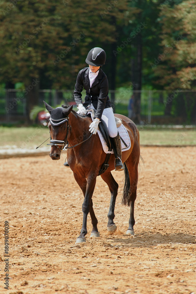 Fototapeta premium Equestrian sport, horse and rider in dressage competition, woman riding horse in outdoor arena, training and performance, equine event, sunny day, natural light, action shot.