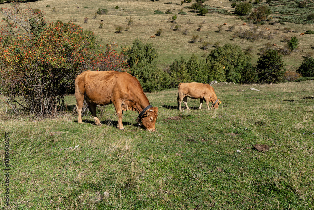 Fototapeta premium cows grazing near Montgarri sanctuary, Lleida, Catalonia, Spain