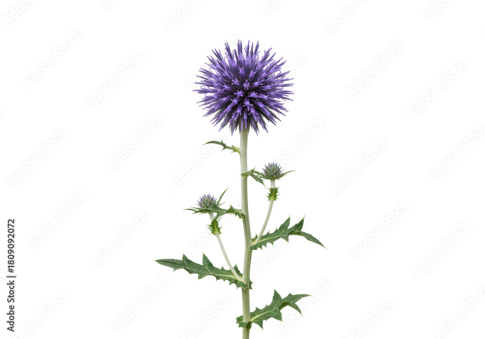 Fototapeta premium Isolated Globe thistle plant, Echinops flower head with spiky ball shape and green foliage