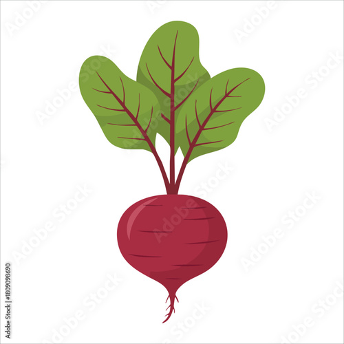 Fresh raw beetroot vegetable with dark red skin isolated vector illustration on white background