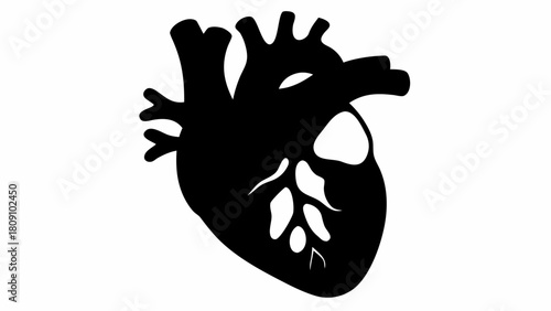 Anatomical heart illustration showing the major vessels and chambers in black silhouette on white