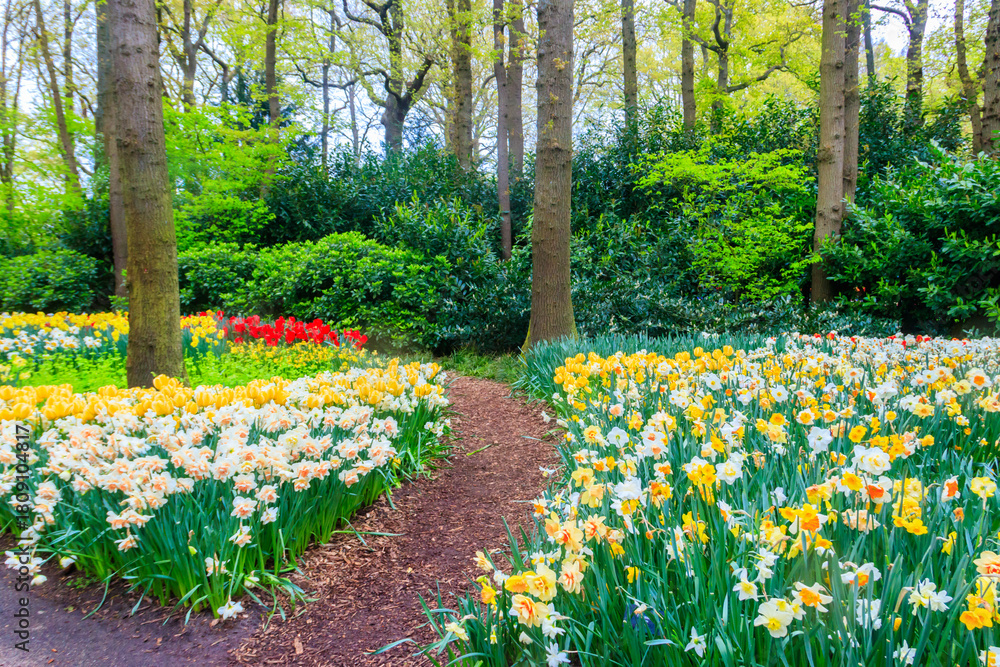 Obraz premium Scenic view of Keukenhof tulip garden in Lisse, Netherlands. Keukenhof is the most beautiful spring garden in the world. Beautiful ornamental garden landscape at Lisse, Netherlands
