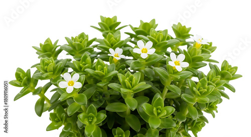 Bacopa monnieri, also known as water hyssop, isolated on transparent background