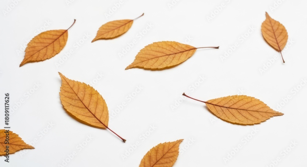 Fototapeta premium Scattered dried leaves with visible veins, warm orange and brown hues on white surface