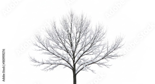 Solitary tree with bare branches covered in snow against a stark white background
