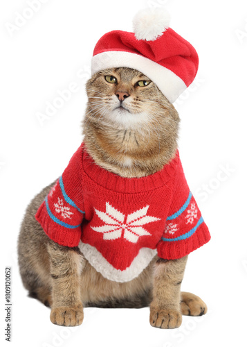 Tabby cat in a red Christmas sweater and Santa hat on a clean white background PNG, isolated festive pet portrait ideal for holiday cards, advertising, packaging, social media and winter designs.