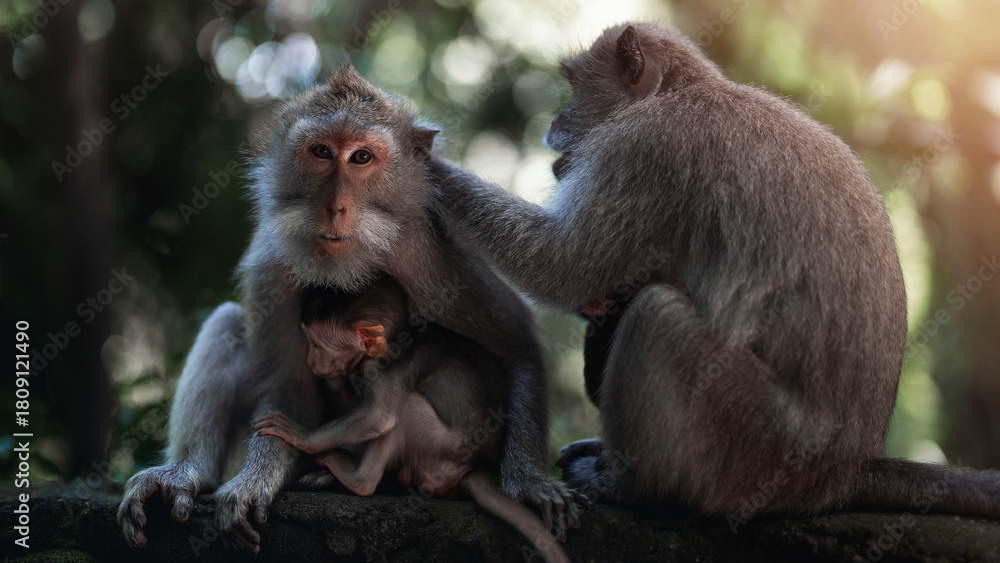 Obraz premium Monkey family care in Ubud monkey forest at Bali