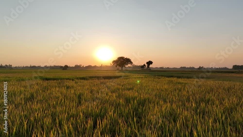 Aerial sunrise view of golden rice fields with a lone tree in rural Bangladesh