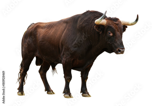 Isolated brown bull powerful animal muscular livestock domestic ungulate herbivore portrait