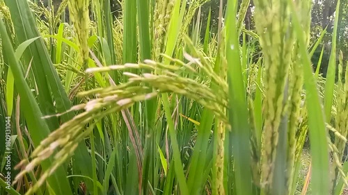Close-up of ripe rice grains (padi) on a stalk, showcasing their golden-yellow color and textured surface.