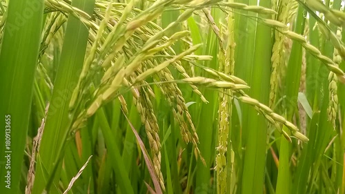 Close-up of ripe rice grains (padi) on a stalk, showcasing their golden-yellow color and textured surface.