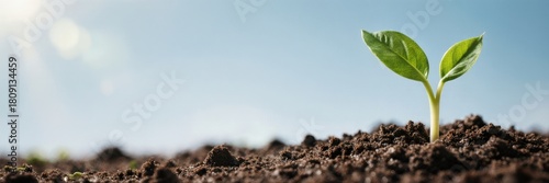 A small green plant sprout growing from the soil in bright sunlight. New life, ecology, and business growth concept. Panoramic banner with copy space for text