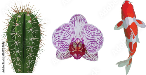 Cactus, orchid flower, koi fish illustration, nature diversity, plant and aquatic contrast, realistic texture, vibrant color, white background