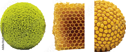 Cactus, orchid flower, koi fish texture comparison, natural and artificial patterns, realistic surface detail, nature design diversity