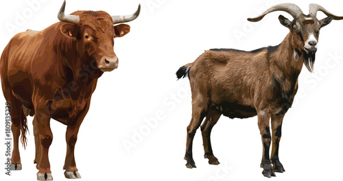 Bull and goat standing side by side, horned farm animals comparison, rural livestock, white background, agriculture concept