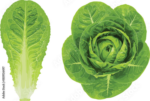Romaine and butterhead lettuce comparison, leafy vegetables, sliced and whole heads, texture contrast, culinary use, white background