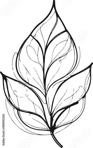 Conceptual leaf formed by overlapping transparent line shapes that create a subtle layered effect without shading