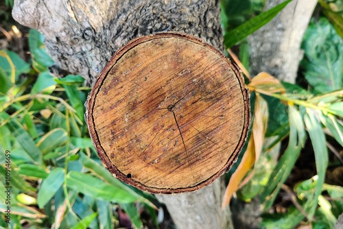 Texture of cut down trunk of huge tree at logging site. Saw cut. 