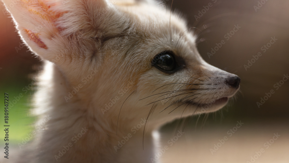 Obraz premium Cute fennec fox close up portrait photo