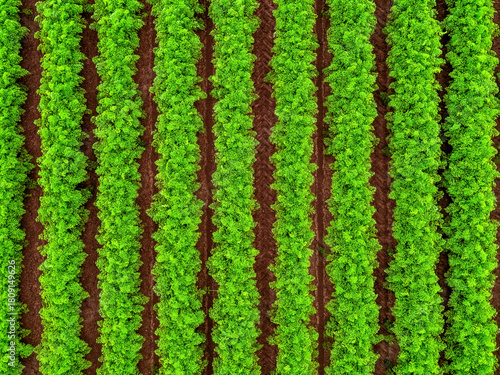 Aerial view of green crops growing in rows