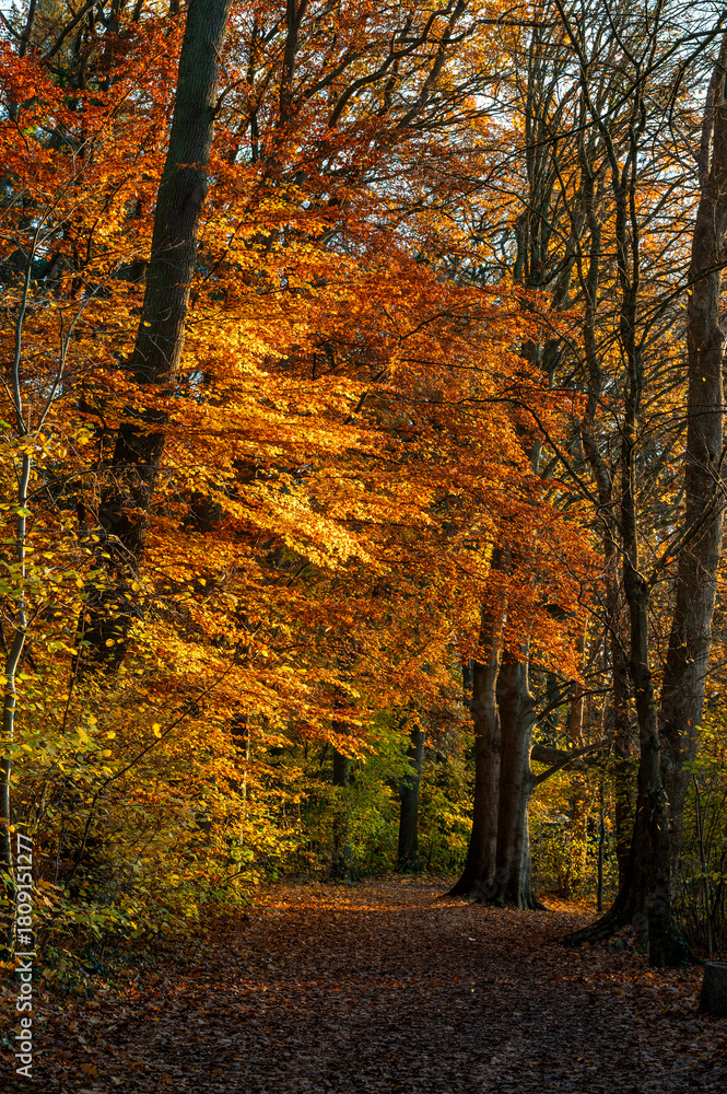 Obraz premium Beautiful autumn landscape. Colorful leaves on the trees in autumn.