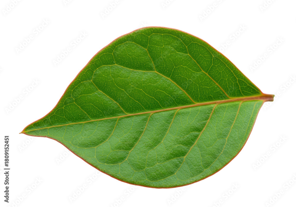 Obraz premium Isolated Green Leaf Texture with Veins for Natural Concepts and Design Elements