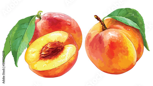 Vibrant Set of Fresh Whole and Halved Juicy Peach Fruit Vector Illustrations