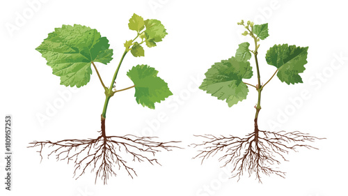 Vibrant Healthy Grape Plant Seedling with Delicate Roots Isolated