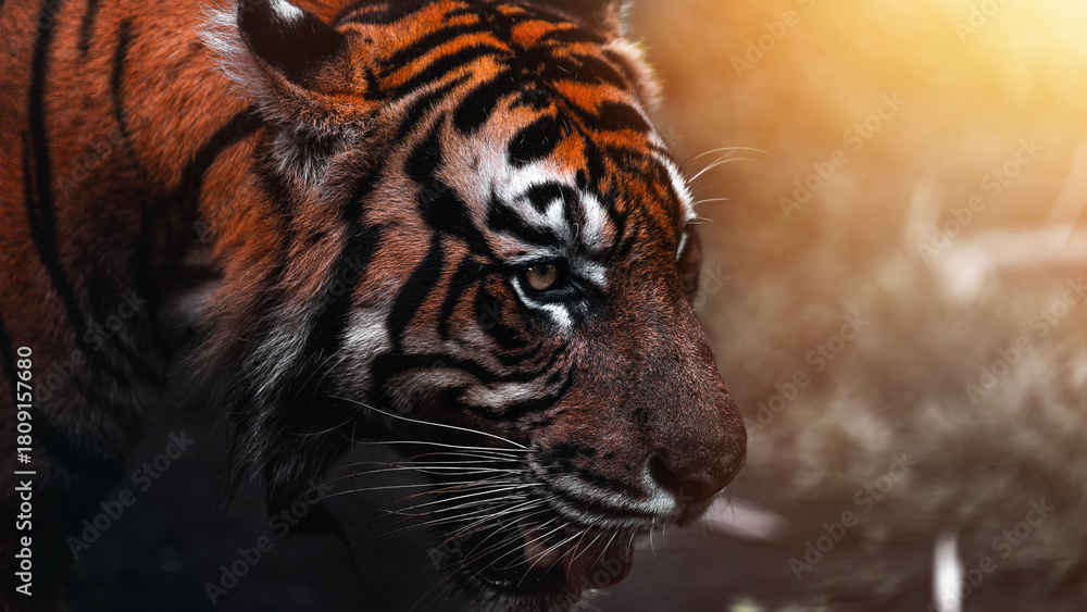 Fototapeta premium Tiger face in the orange light