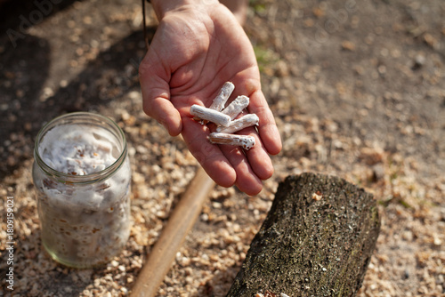 Homegrown edible mushrooms on wooden logs -  inoculating process with plug spawns.