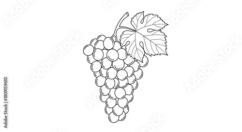 A simple, elegant outline drawing of a lush bunch of grapes with a prominent vine leaf, suitable for various design projects and educational materials.