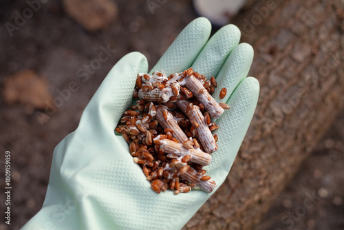 Homegrown edible mushrooms on wooden logs -  inoculating process with plug spawns.
