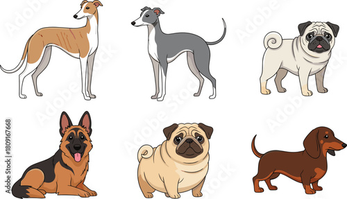 Popular Dog Breeds Vector Set with Greyhound, Pug, German Shepherd, and Dachshund for Pet and Animal Design.