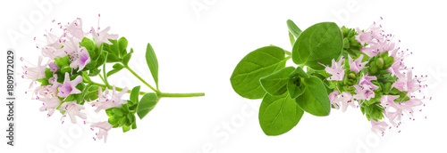 blooming oregano isolated on white background
