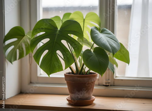 plant in the window