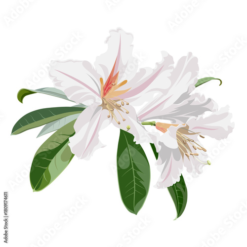 Beautiful bouquet of blossoming Rhododendron flowers. White plant isolated on a white background. 