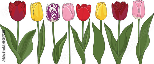 Vibrant Tulip Flower Vector Set in Various Colors Including Red, Yellow, Pink, and Striped for Spring and Floral Design.