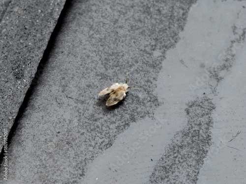 A tiny Moth Fly (Psychodidae) crawling on the floor