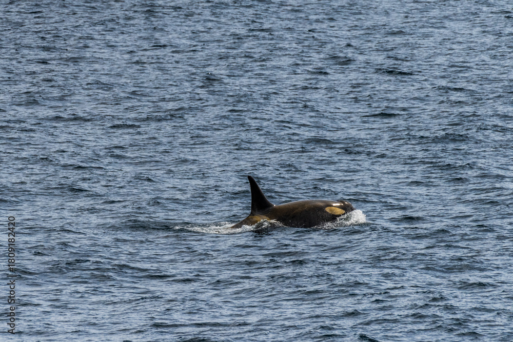 Fototapeta premium Close-up of a killer whale, Orcinus orca, swimming in the waters of the Antarctic peninsula, near Anvers Island.