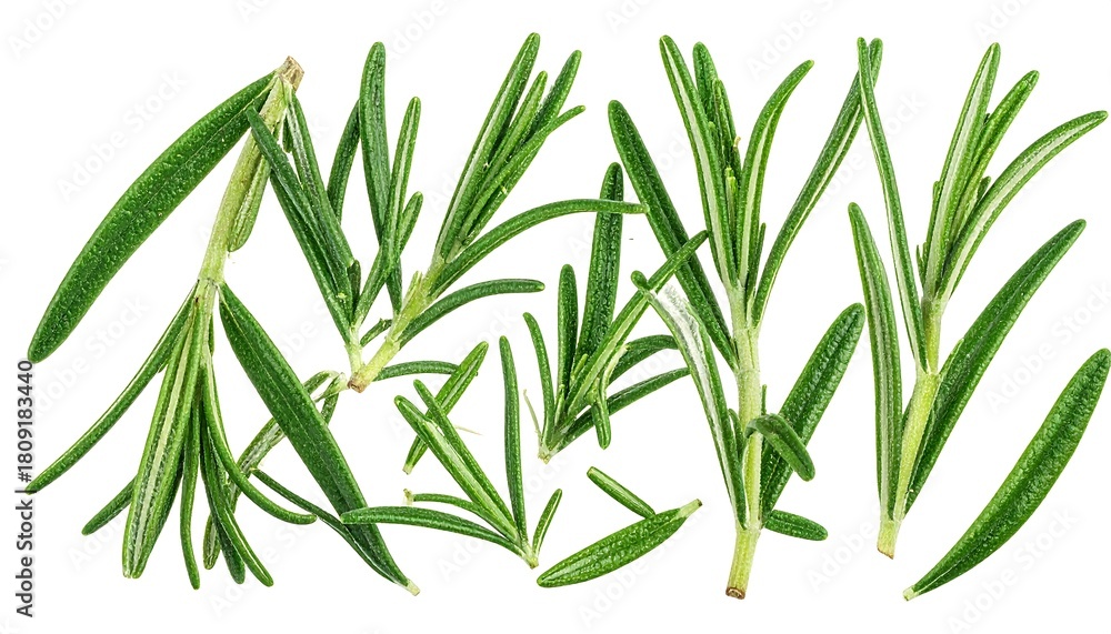 Fototapeta premium Green, thin, fresh rosemary sprigs and leaves are scattered across a white background, creating a clean and natural scene