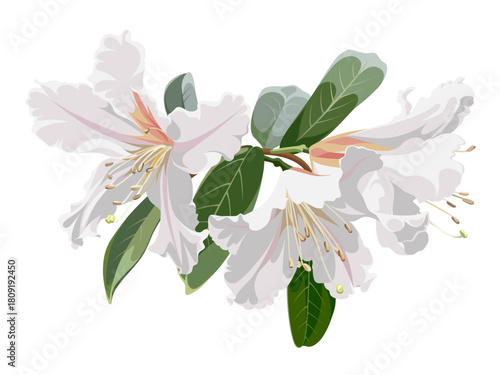 Beautiful bouquet of blossoming Rhododendron flowers. White plant isolated on a white background. 