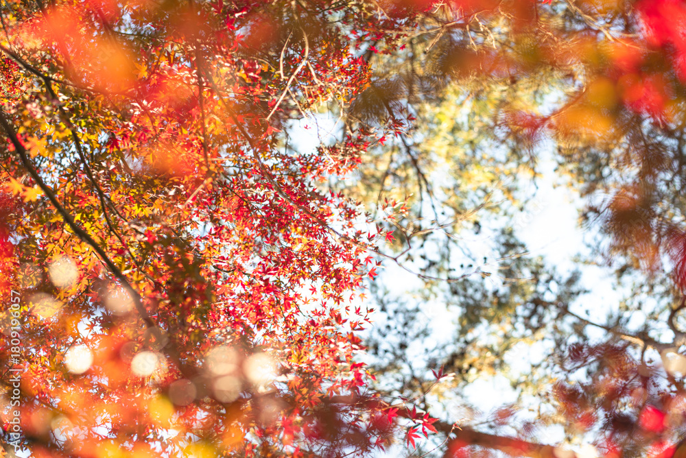 Fototapeta premium 東京の秋を彩る紅葉と楓 / Red Maple Leaves in Autumn Tokyo, Japan