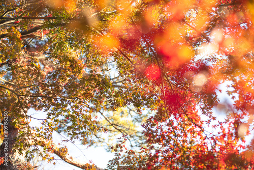 東京の秋を彩る紅葉と楓 / Red Maple Leaves in Autumn Tokyo, Japan