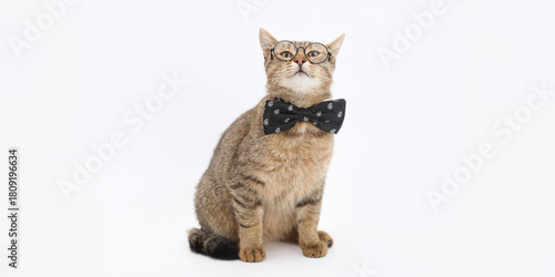 Smart tabby cat wearing round glasses and a black bow tie, humorous animal portrait on clean white background, concept of intelligence, elegance and pet personality.