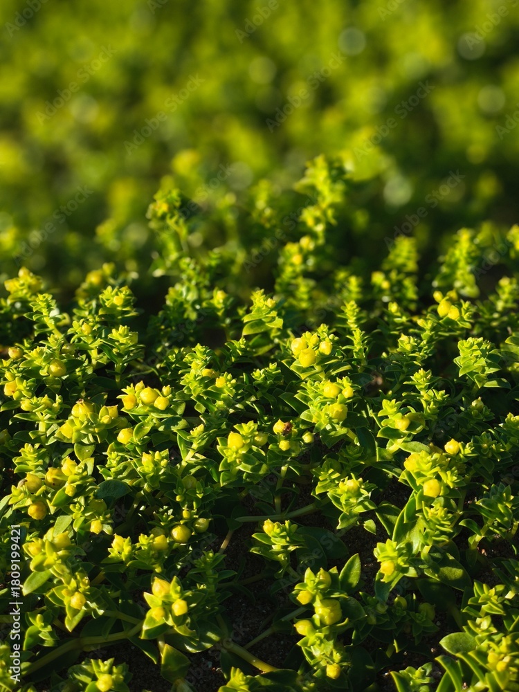 Obraz premium Close-up of bright green coastal plants (honckenya peploides) growing close to the shore